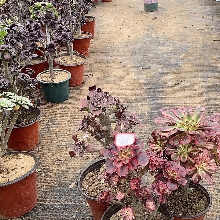 瞿***见312，3颗多肉法师多肉多肉