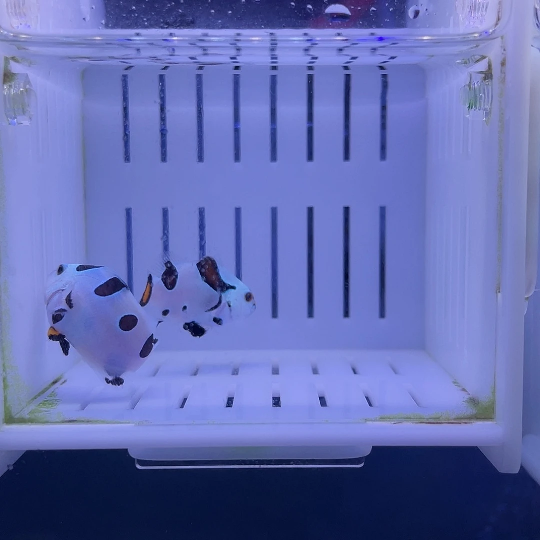 海水鱼毕卡猫一对