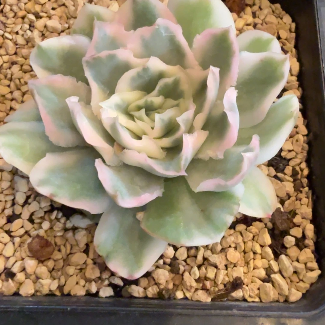 紫蝴蝶 安吉园艺锦