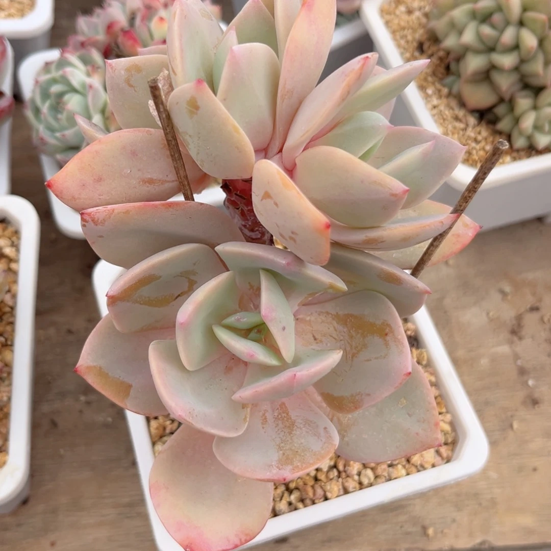 大2095，v xv x g v b b