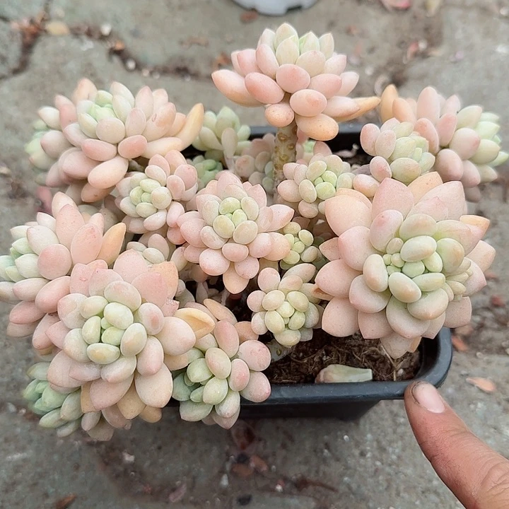 大号洛可可多肉植物