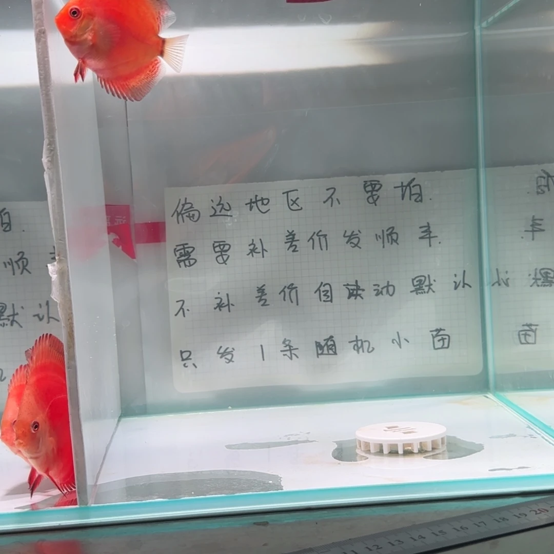 七彩神仙鱼全长5-6偏远地区不拍
