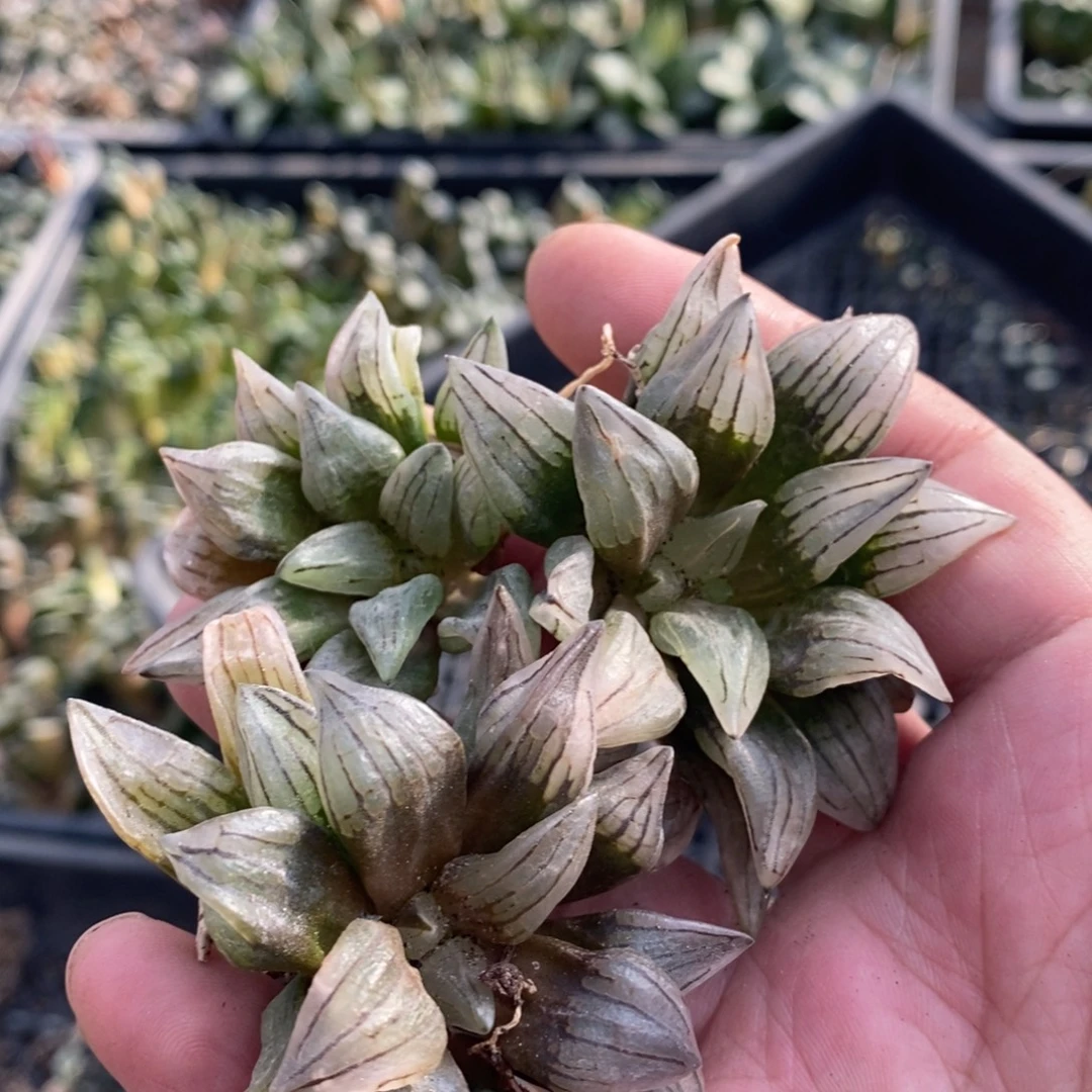 1924 一颗小西瓜寿 超级福利