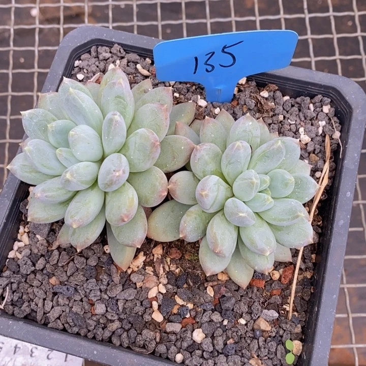 我要做自己爱你做