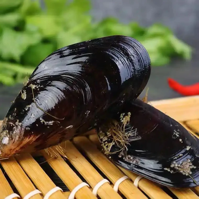 【运城一小时送达】鲜活青口贝·海虹·1斤装