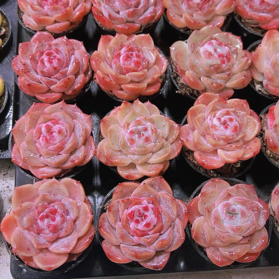 粉冰沙带盆带土19包邮