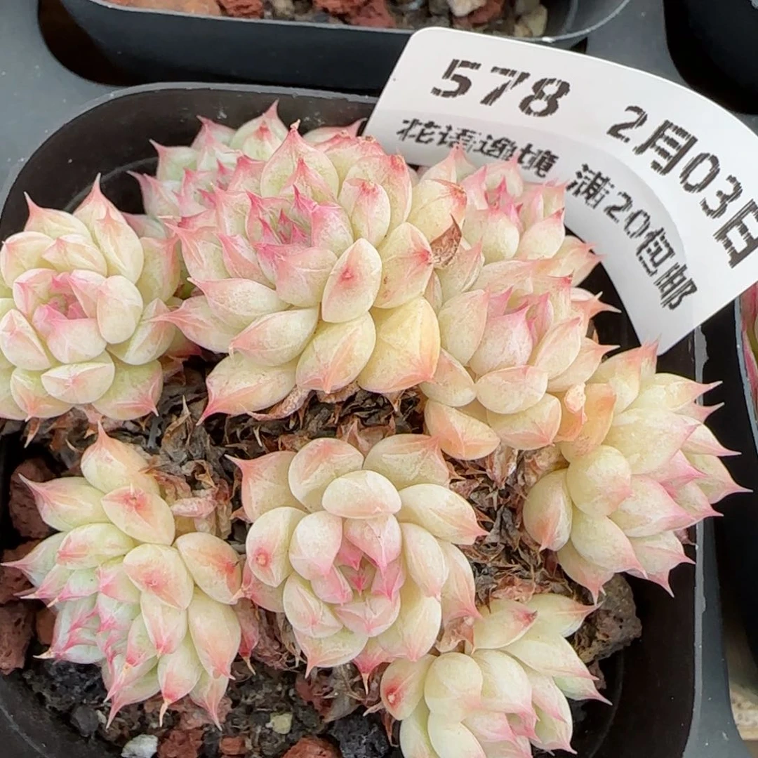 花语逸镜0203-578