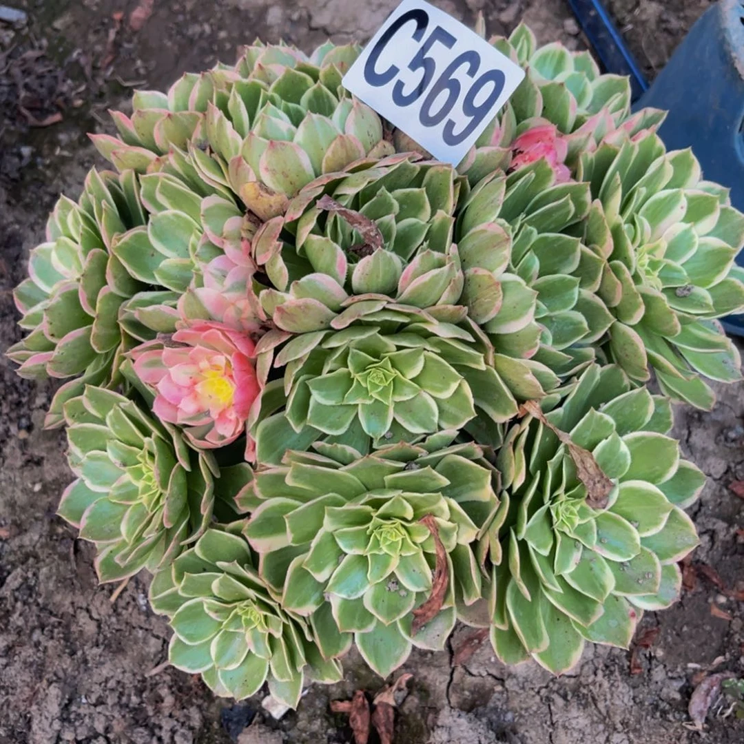 海燕法师26//////36包邮