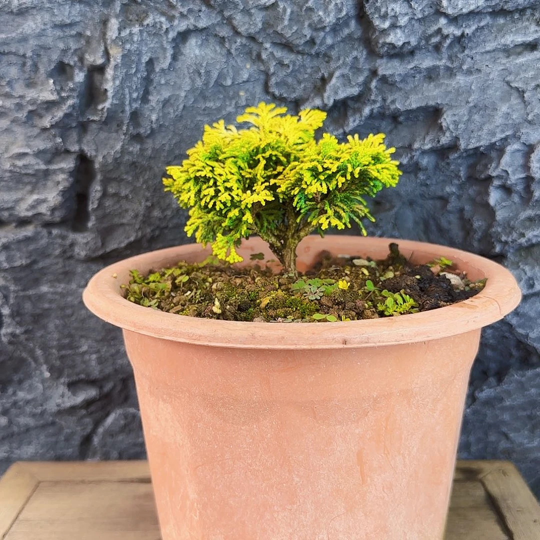 小***贱无花朵黄金连山桧