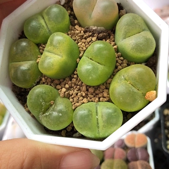 0483,1.7厘米左右如图秋冬变色