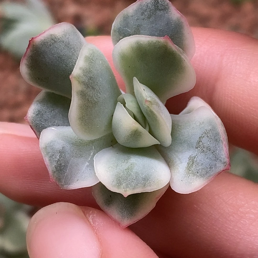 侧影锦一物一拍，