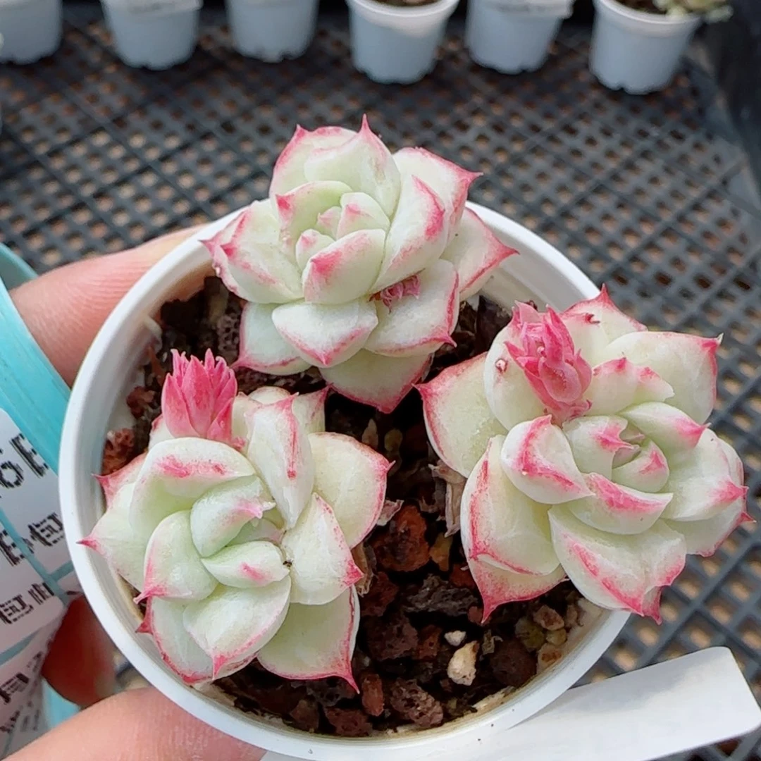 花语逸镜0326-179