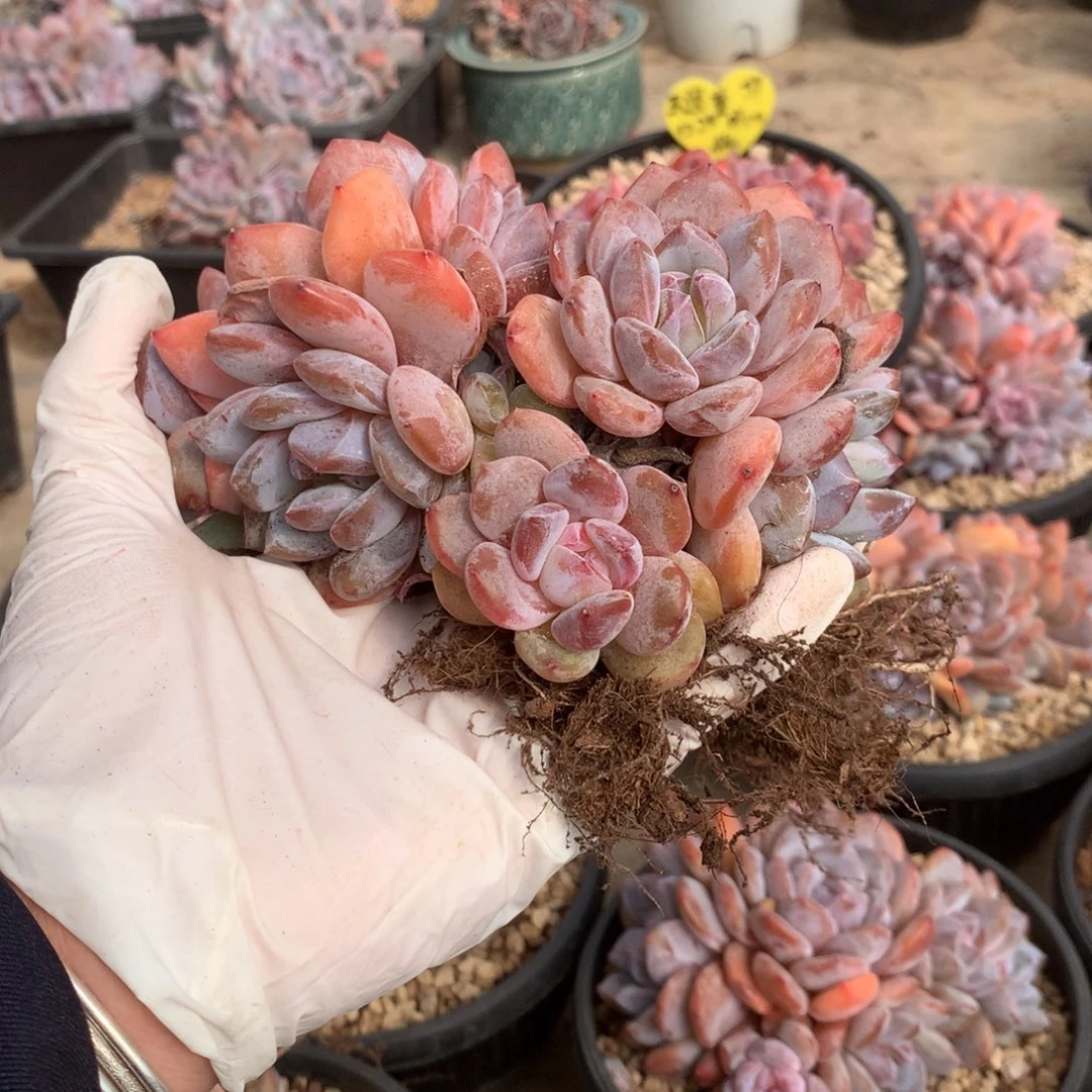 无花朵今天真可乐哈哈哈哈哈哈