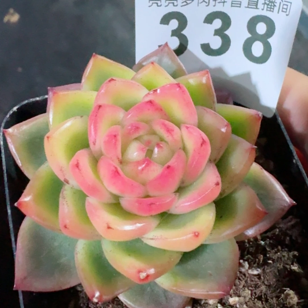 高****9水晶珍妮         精品多肉