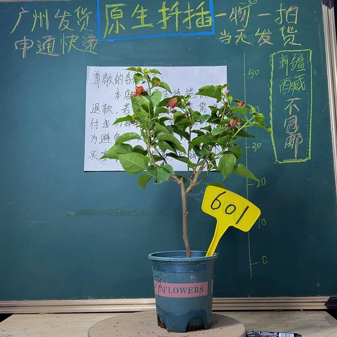 当前无花栽培后可以开花不甜西瓜61