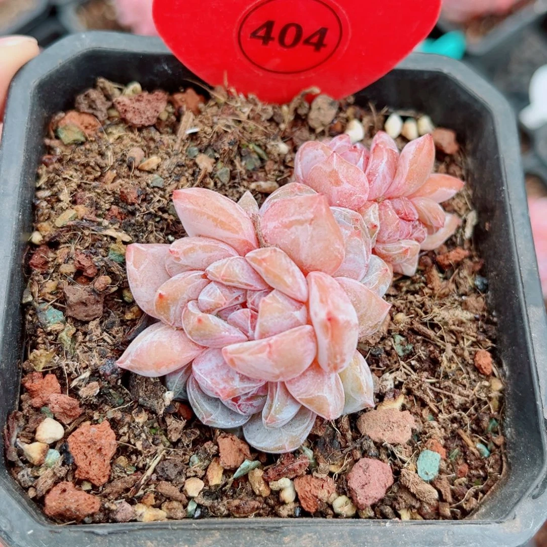 404号小老桩石榴籽星影群