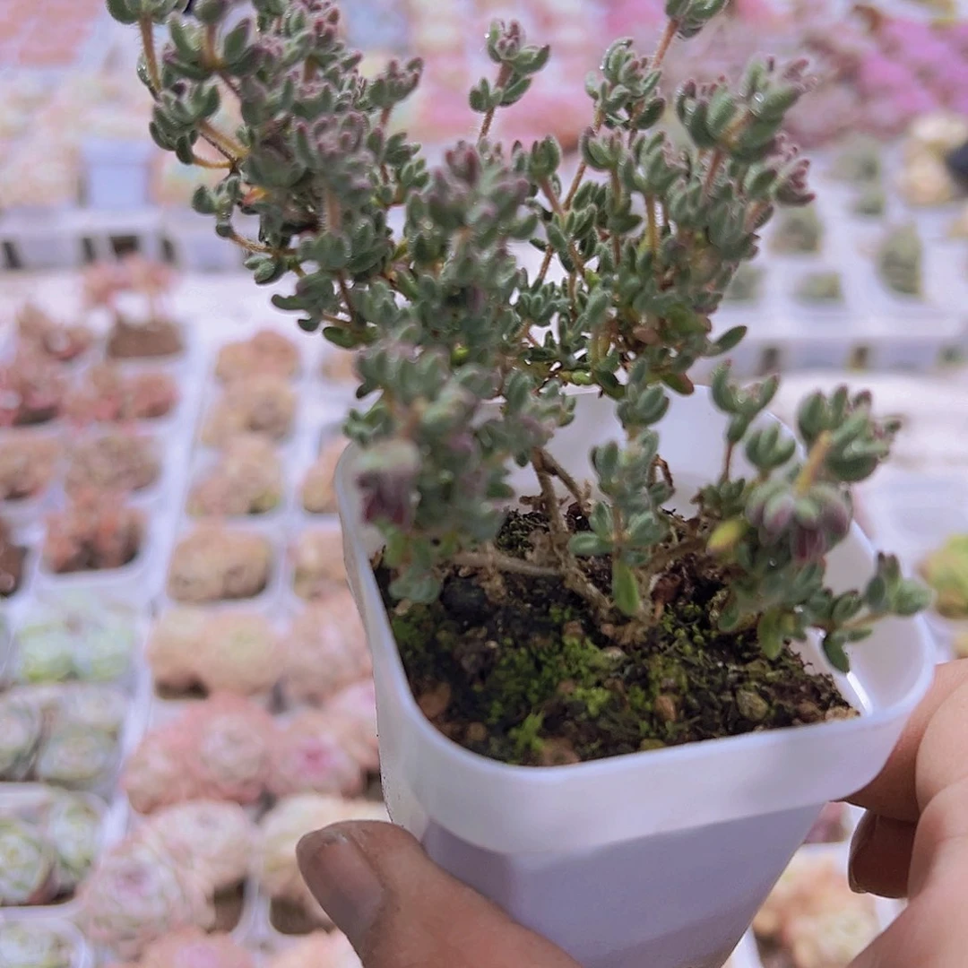 红宝石枝干19包邮多肉