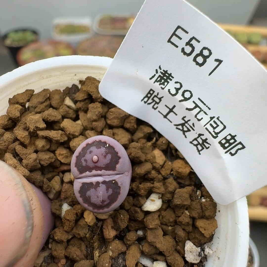 汪****蛋581哈哈哈哈哈哈