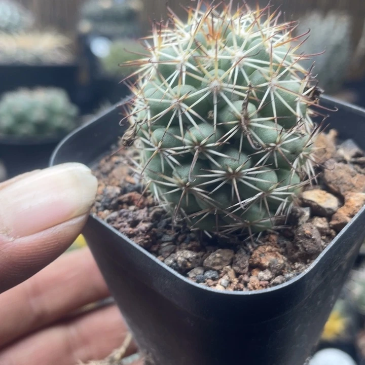 实生蓬莱宫带盆发货