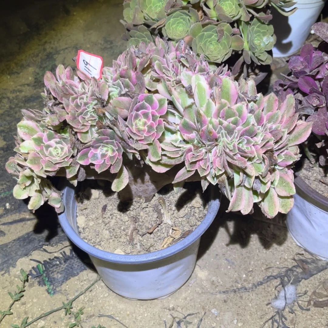 119多肉植物粉女巫缀化