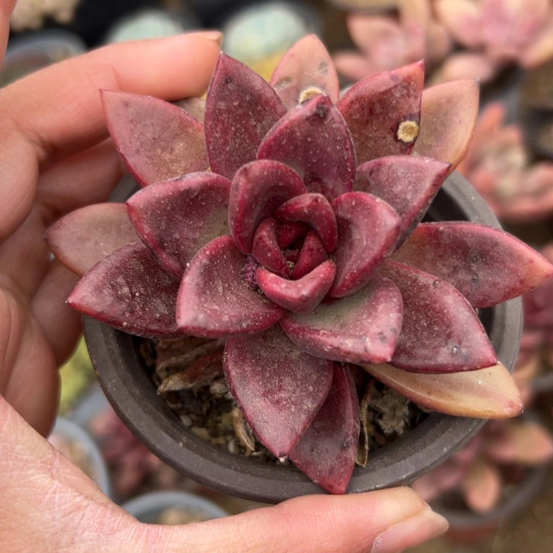 多肉植物多肉植物