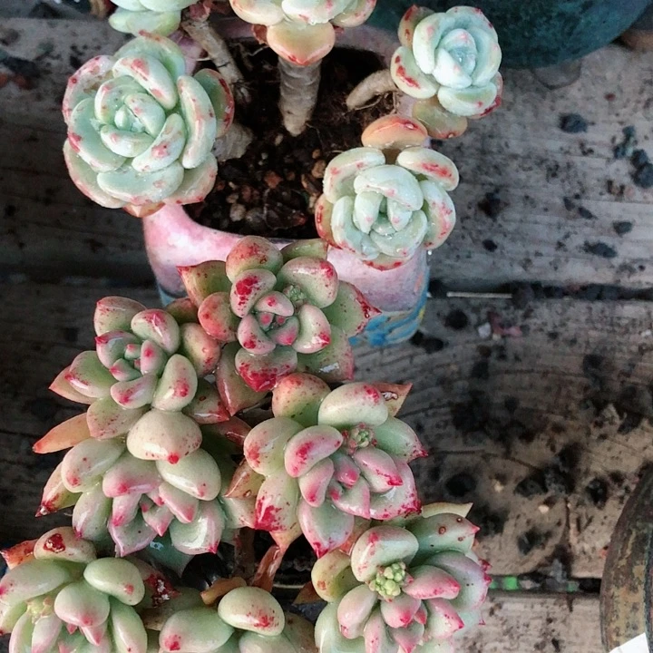 【闪购商品】娜两颗