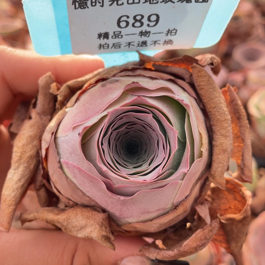 山地玫瑰689裸根发货不售后