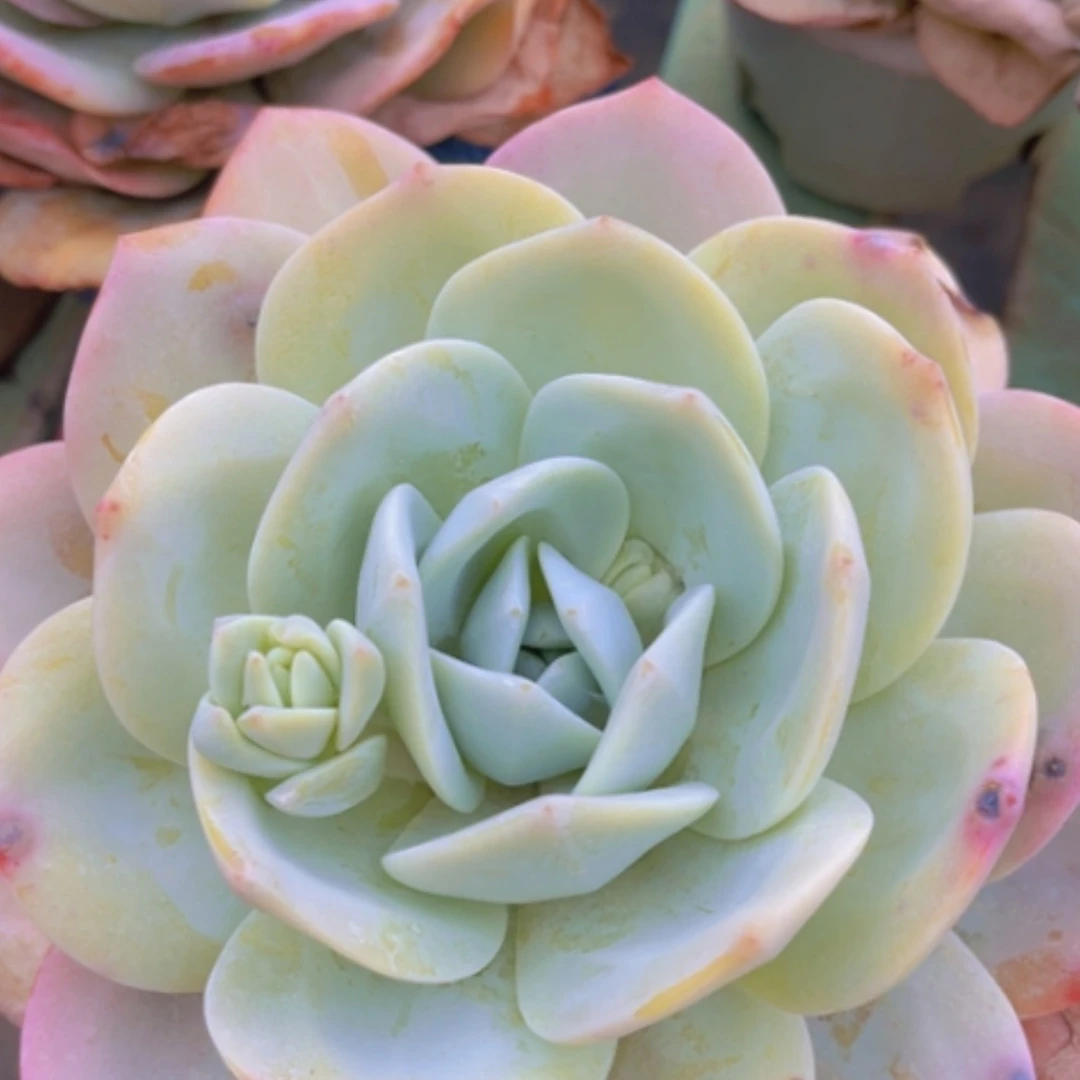 【闪购商品】奶茶04169