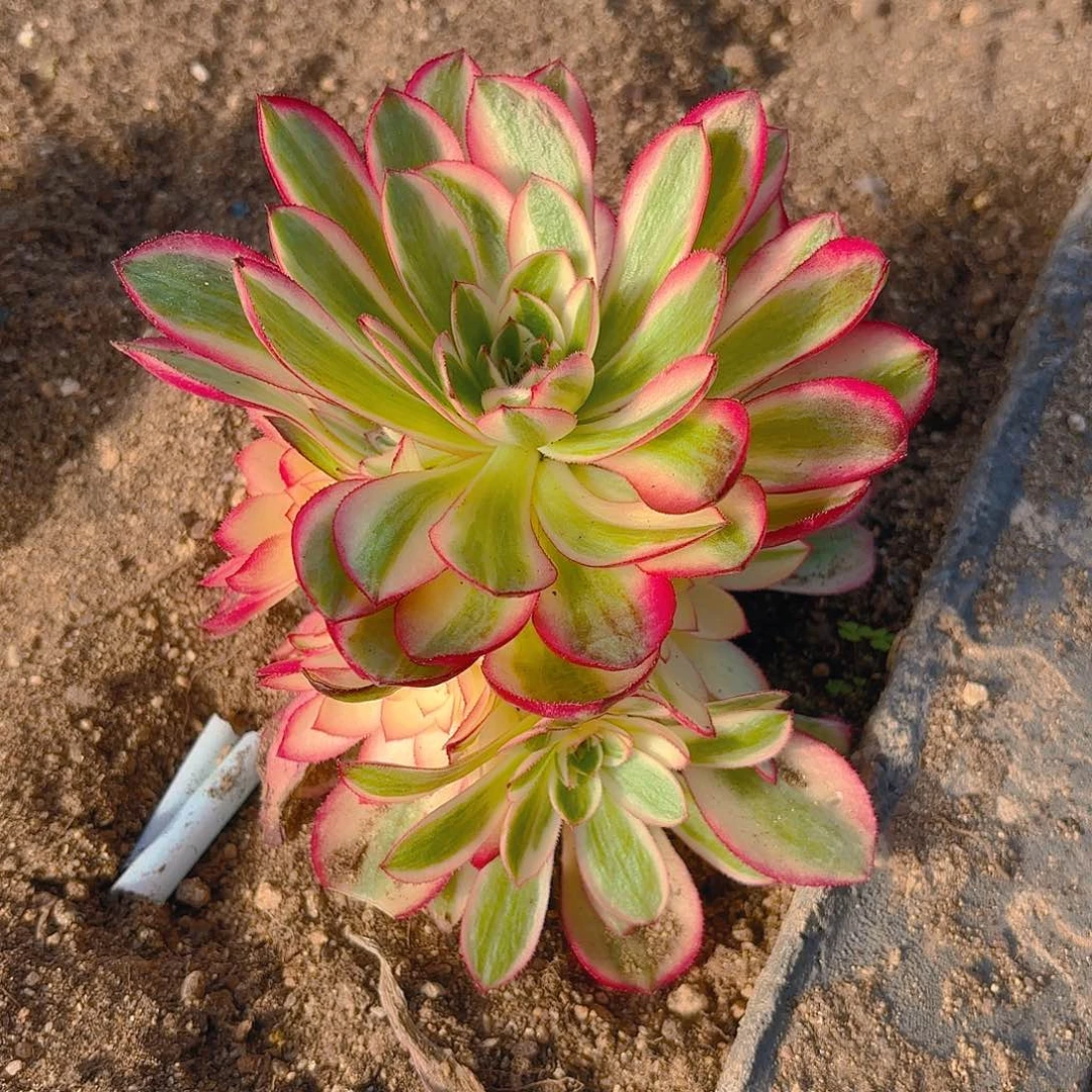 倾城手捧多肉植物