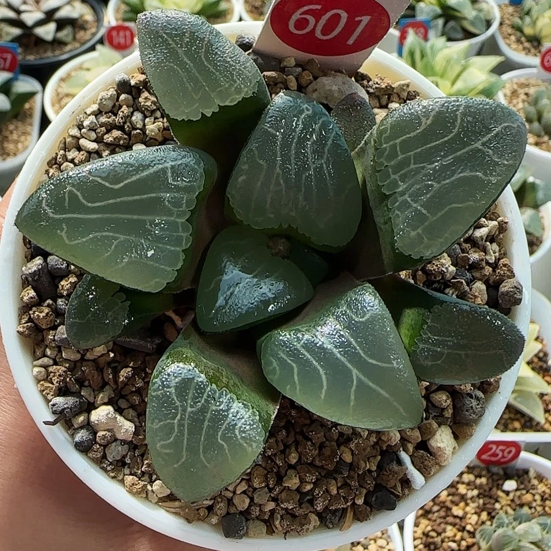 601号实生克一物一拍带盆土