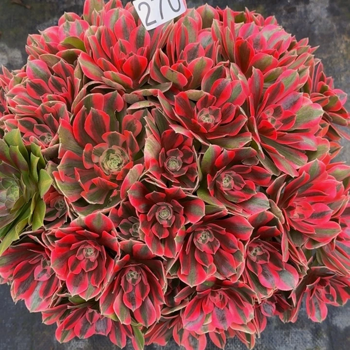 00000000270女妖多肉植物