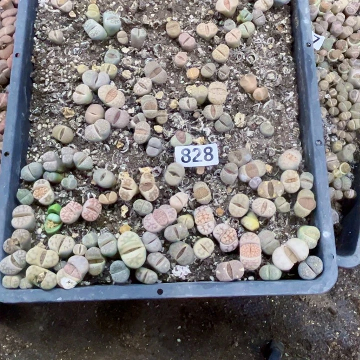 828脱土生石花一物一图如图带框