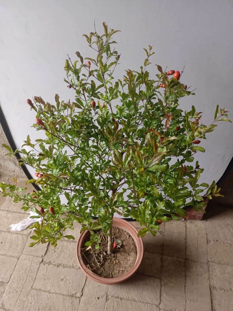 四季开花可结果石榴花盆栽适合阳台庭院种植