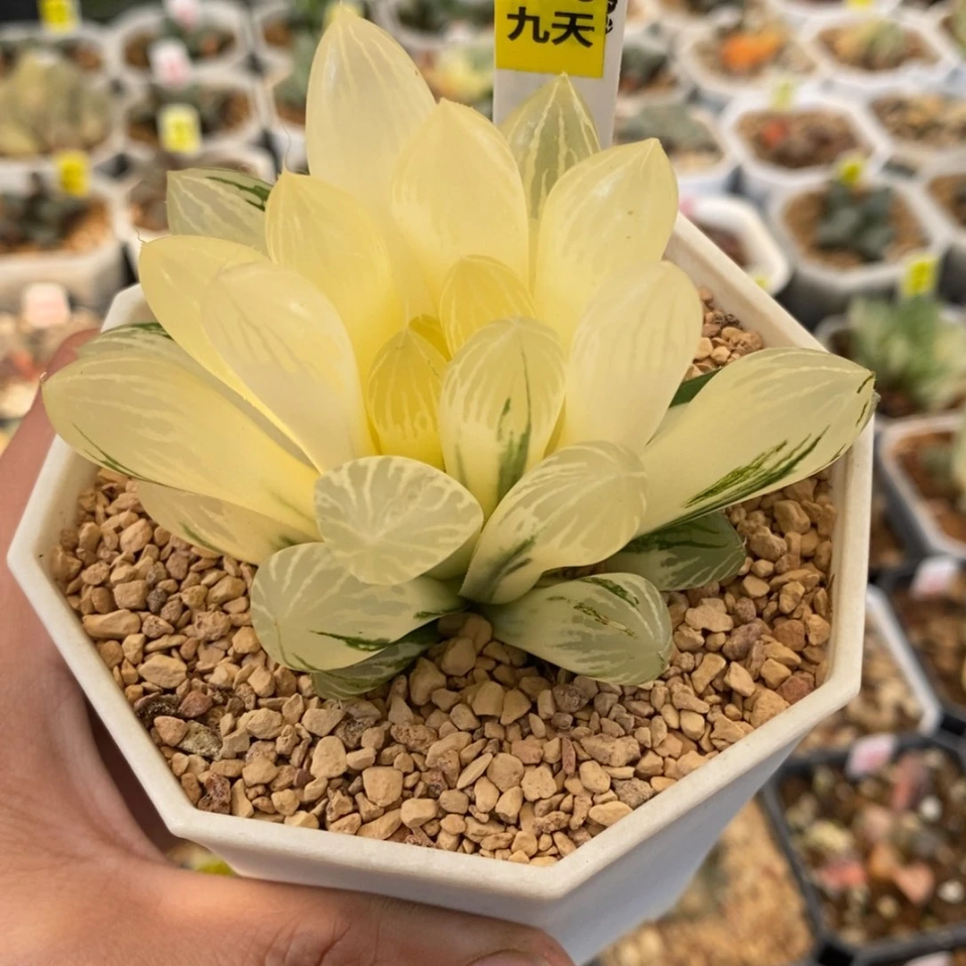 770号胭脂玉露锦