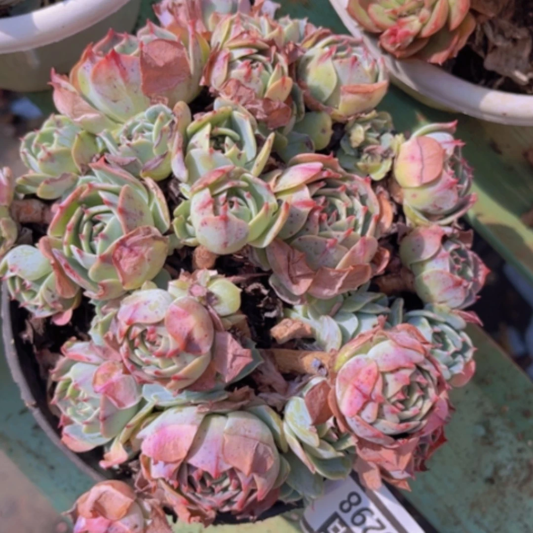 【闪购商品】存*姐赛康达0298