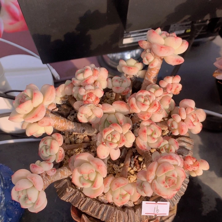 一物一拍脱土洛根发货16