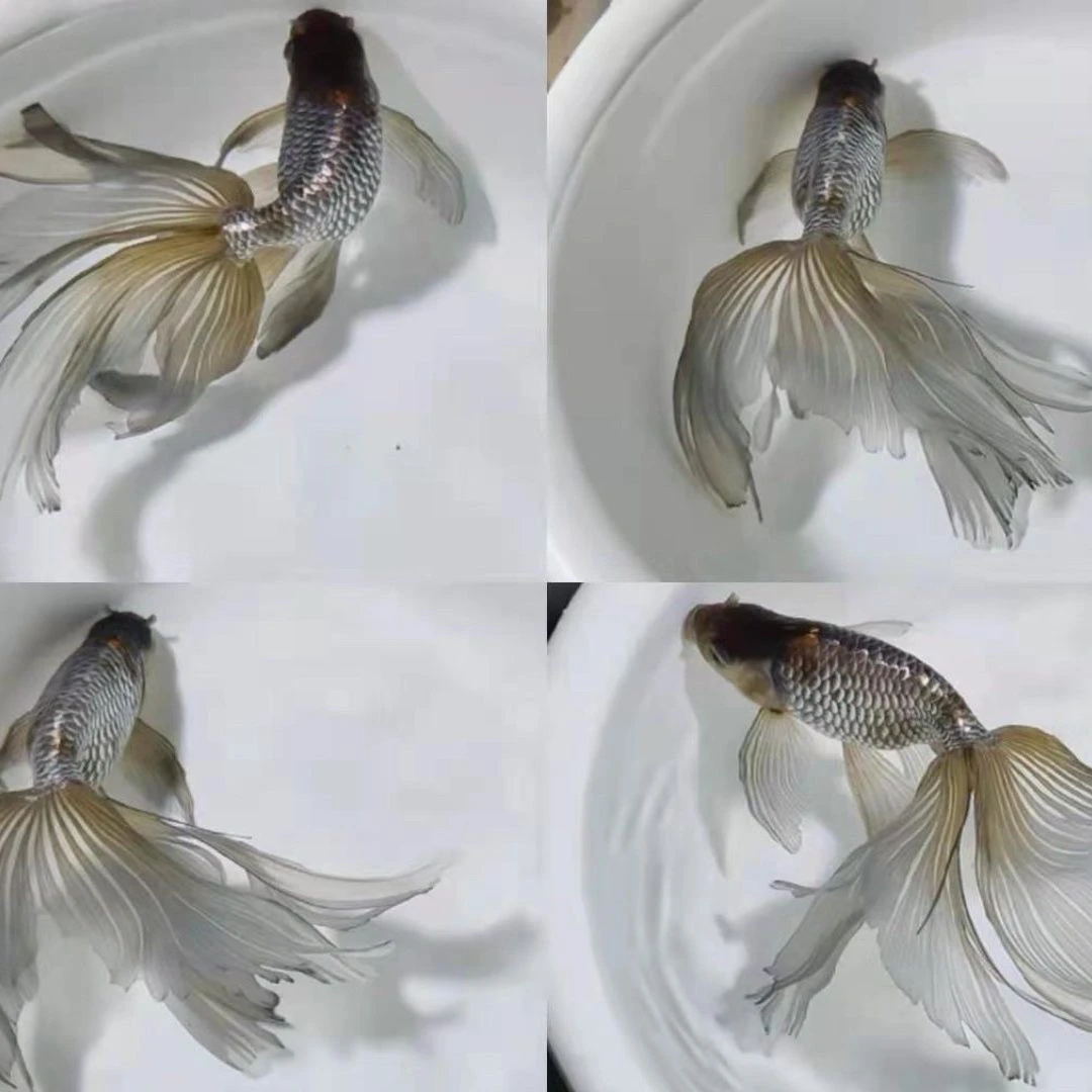 鱼场直销水泡蝶尾珍珠丹凤虎头传统观赏鱼