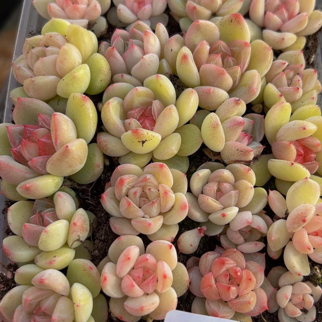 775多肉葡萄的味道