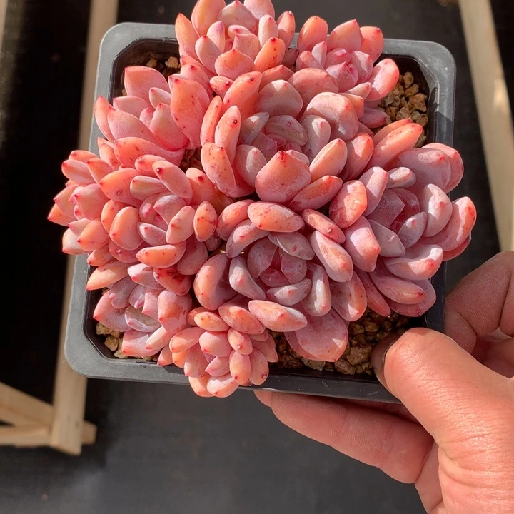 m***nmoon专拍十头默认有砍