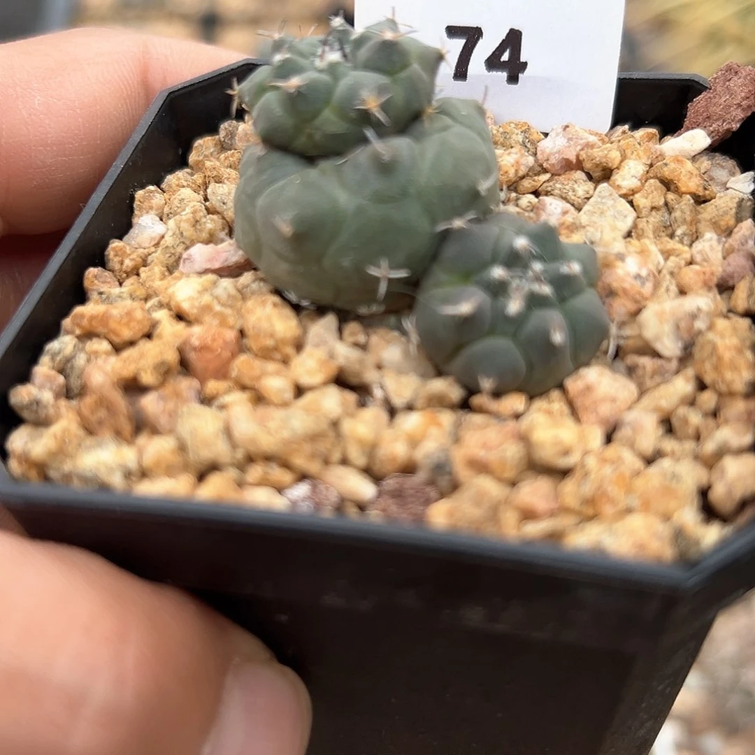 东云，仙人球，实生，，，