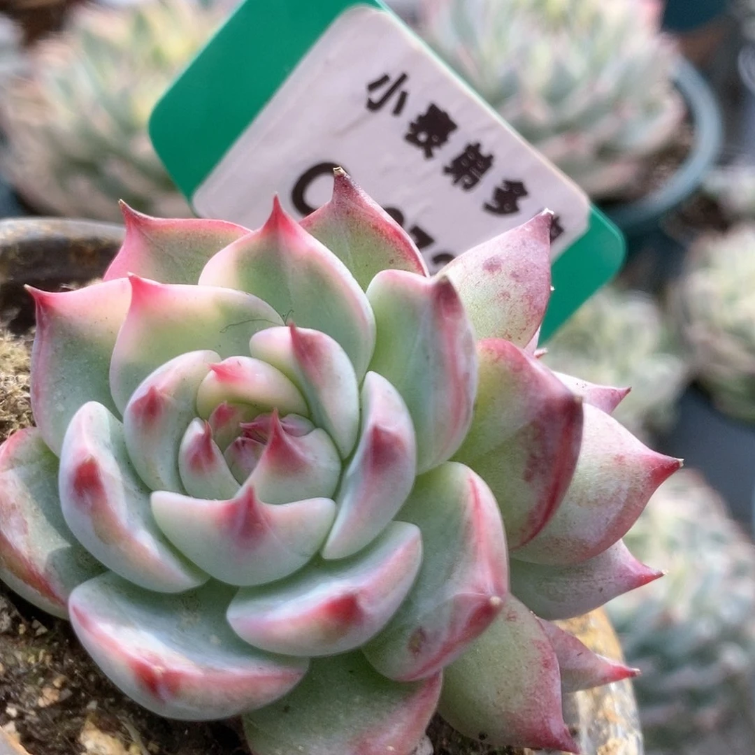 727锦锦锦锦锦锦锦锦