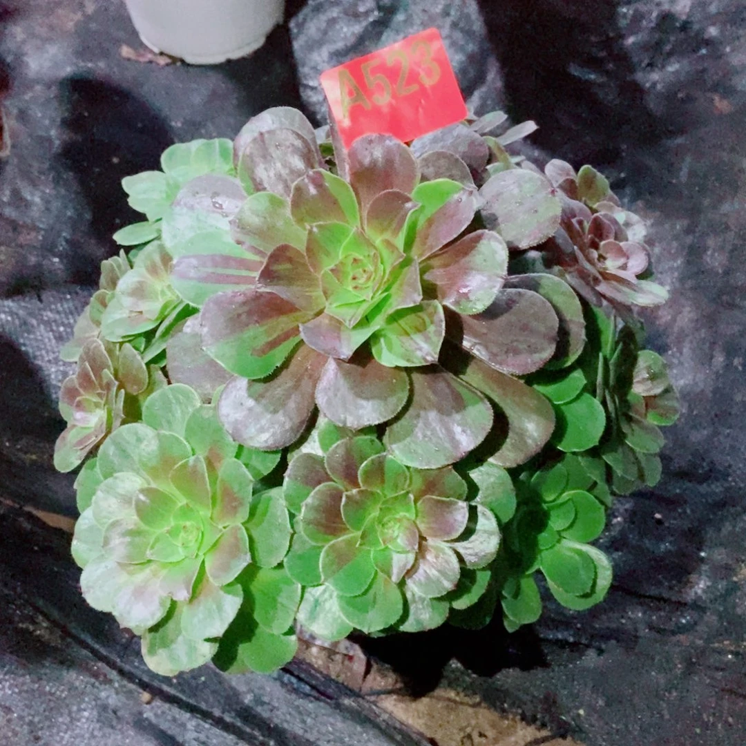 花月夜523多肉11111