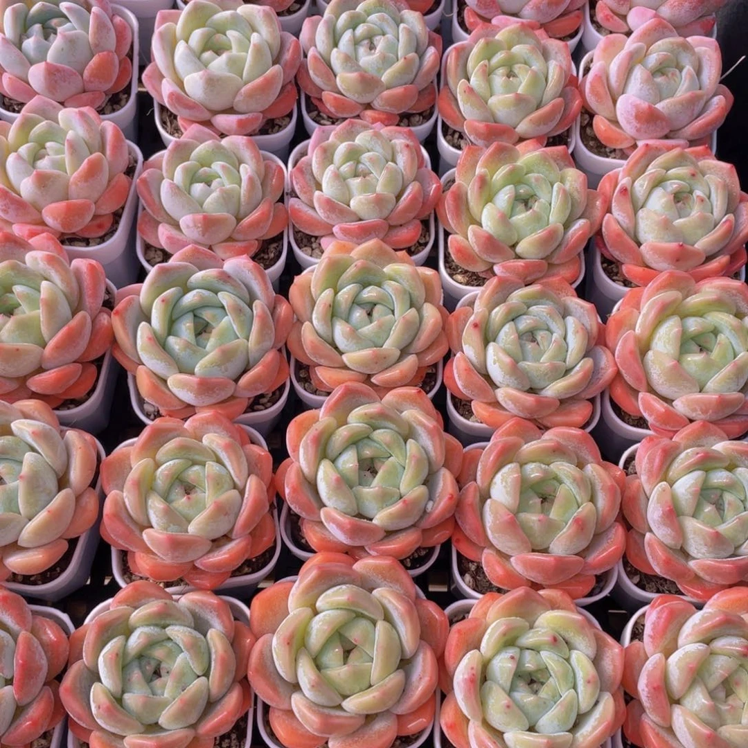 量拍146号 太妃糖单头2个