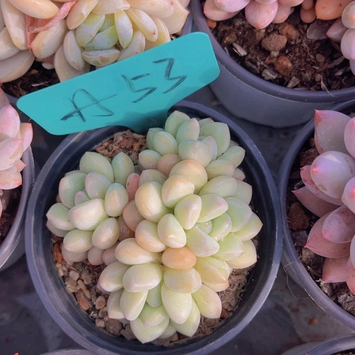 健健康康平平安安