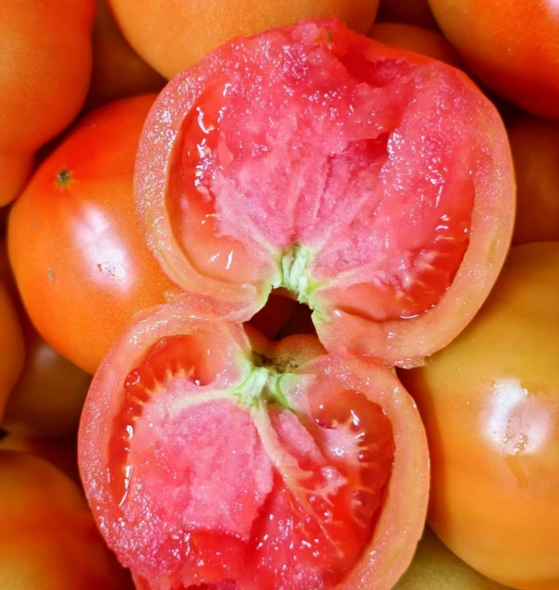 农家现摘现发湖北孝感应城西红柿番茄