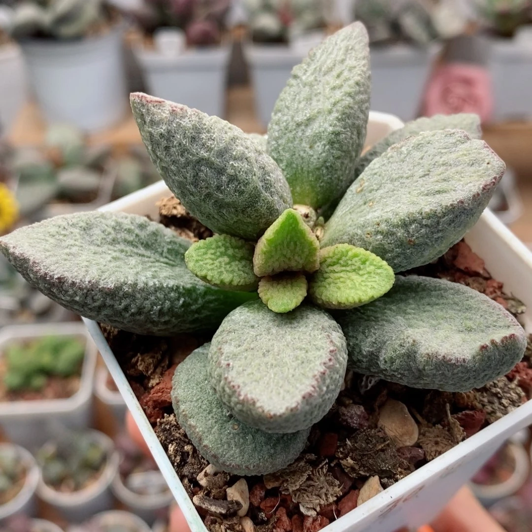 实生30号水泡多肉植物