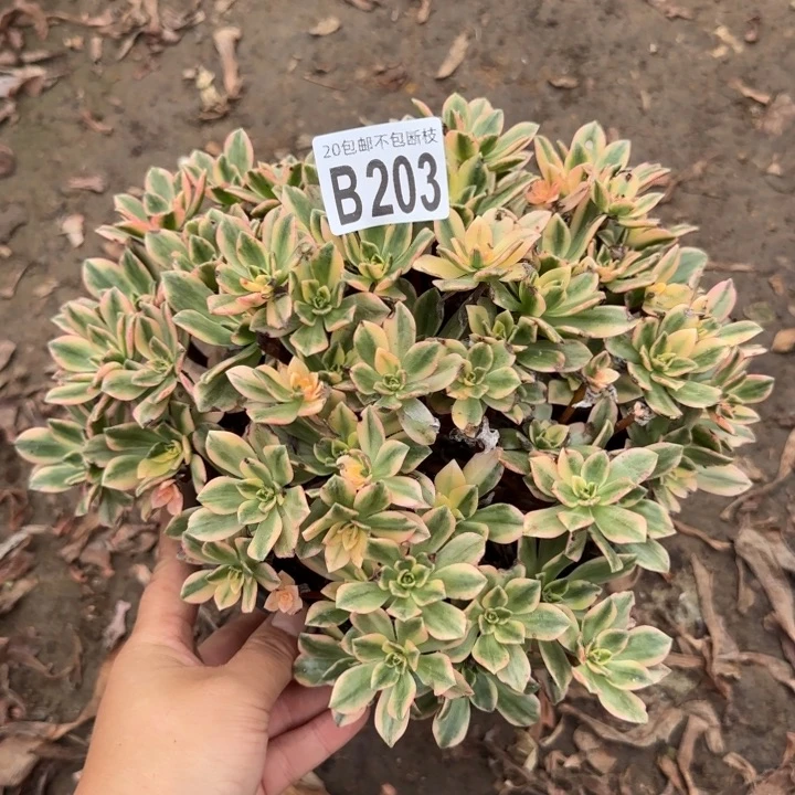 甜茶……多肉植物……