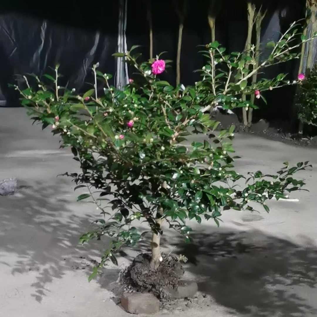 茶梅盆栽带花苞四季开花耐寒耐热好养易活室内外庭院阳台绿植