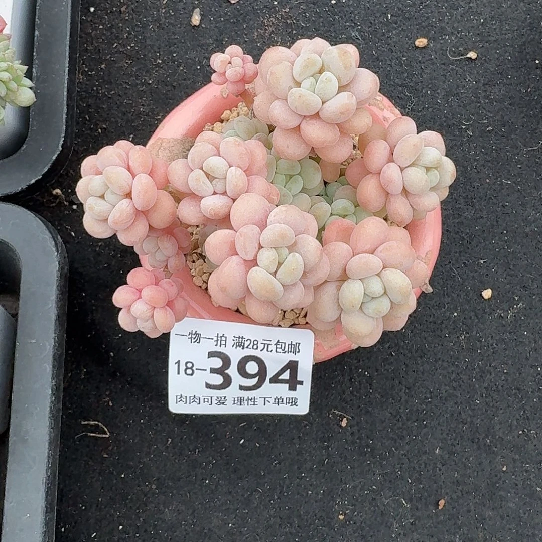 洛可可无盆土发货