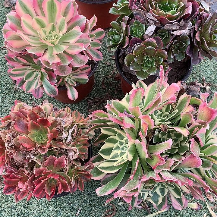 128四颗多肉植物